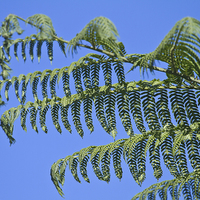 Buy canvas prints of Tree fern unfurling by James Bennett (MBK W