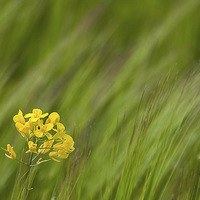 Buy canvas prints of Yellow Rapeseed in flowing grass by James Bennett (MBK W