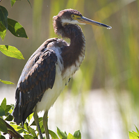 Buy canvas prints of Tricolored Heron in Florida Everglades by James Bennett (MBK W