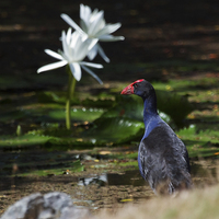 Buy canvas prints of Purple Swamphen and water lilies by James Bennett (MBK W