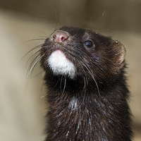 Buy canvas prints of American Mink in England by James Bennett (MBK W