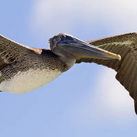 Buy canvas prints of Pelican in flight, Florida keys by James Bennett (MBK W