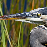 Buy canvas prints of Great Blue Heron Florida Everglades by James Bennett (MBK W