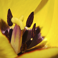 Buy canvas prints of Picotee yellow tulip macro by James Bennett (MBK W