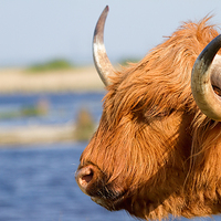 Buy canvas prints of  Highland Cattle in Oare Marshes, Kent by James Bennett (MBK W