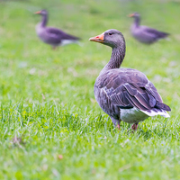 Buy canvas prints of  Greylag Goose on Mull Scotland by James Bennett (MBK W