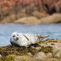 Buy canvas prints of  Cute Grey Seal Pup on Mull Scotland by James Bennett (MBK W