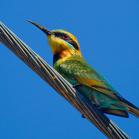 Buy canvas prints of  Bird on a wire (Rainbow Bee eater) Queensland Aus by James Bennett (MBK W