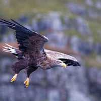 Buy canvas prints of  White Tailed Eagle Mull Scotland by James Bennett (MBK W