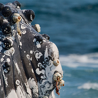 Buy canvas prints of  Humpback Whale close up with Barnacles by James Bennett (MBK W