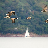 Buy canvas prints of  Canada Geese in flight over Isle of Mull Scotland by James Bennett (MBK W