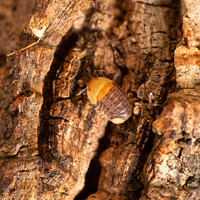 Buy canvas prints of Rubber Ducky Isopod Cubaris on cork bark by Gregory Culley