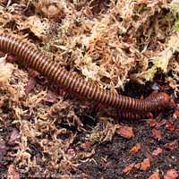 Buy canvas prints of Amber West African Millipede, Pelmatojulus ligulatus by Gregory Culley