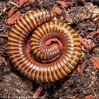 Buy canvas prints of Amber West African Millipede curled up, Pelmatojulus ligulatus by Gregory Culley