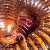 Buy canvas prints of Macro/ close up of Amber West African Millipede by Gregory Culley