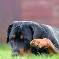 Buy canvas prints of A close up of a rottweiler dog laying in the grass by Gregory Culley