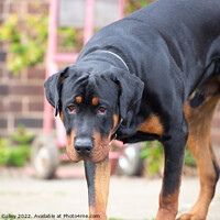 Buy canvas prints of Rottweiler cross dog stood looking by Gregory Culley