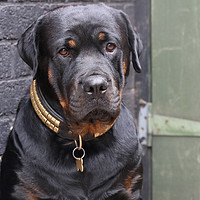 Buy canvas prints of Rottweiler sat near garden gates by Gregory Culley