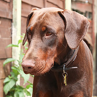 Buy canvas prints of Chocolate Doberman by Gregory Culley