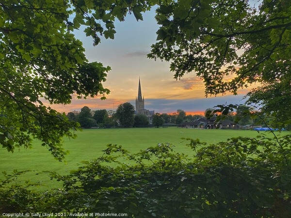 Summer sunset at Norwich Cathedral Picture Board by Sally Lloyd