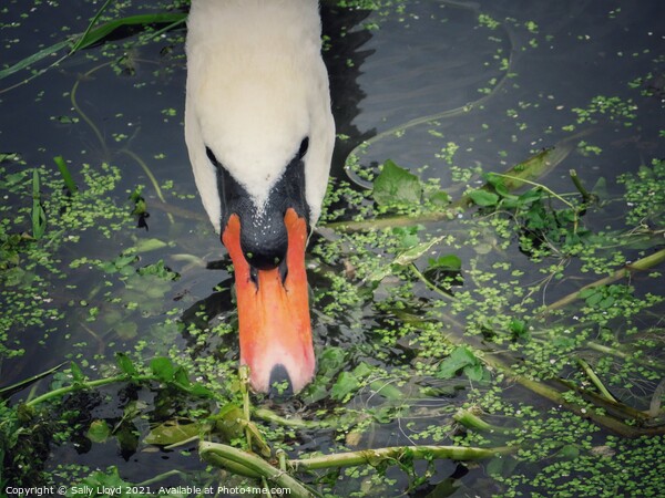 A swan feeding in the River Tas, Norfolk  Picture Board by Sally Lloyd