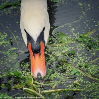Buy canvas prints of A swan feeding in the River Tas, Norfolk  by Sally Lloyd