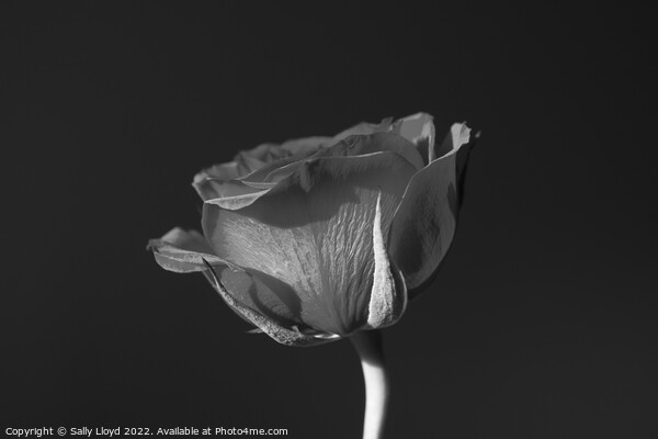 A Rose without Colour Framed Mounted Print by Sally Lloyd