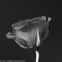 Buy canvas prints of A Rose without Colour by Sally Lloyd