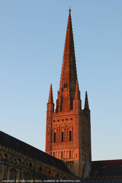 Norwich Cathedral Spire  - Red Sunset Picture Board by Sally Lloyd