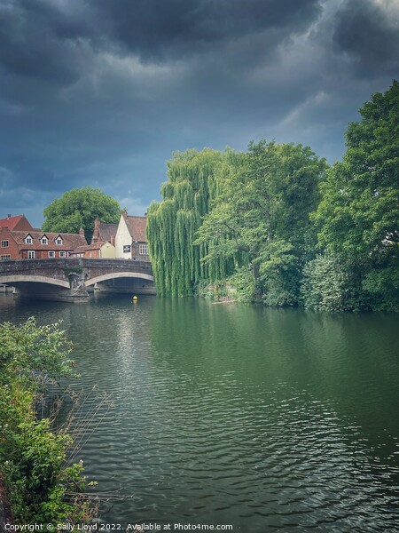 Willows by Fye Bridge, Norwich Picture Board by Sally Lloyd