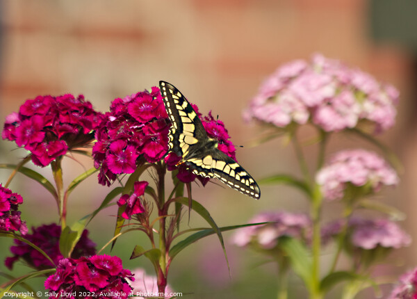 Swallowtail Butterfly on a Sweet William Canvas Print by Sally Lloyd