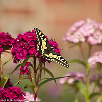 Buy canvas prints of Swallowtail Butterfly on a Sweet William by Sally Lloyd