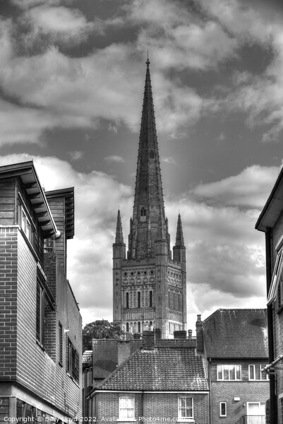 Norwich Cathedral Spire in black and white Picture Board by Sally Lloyd