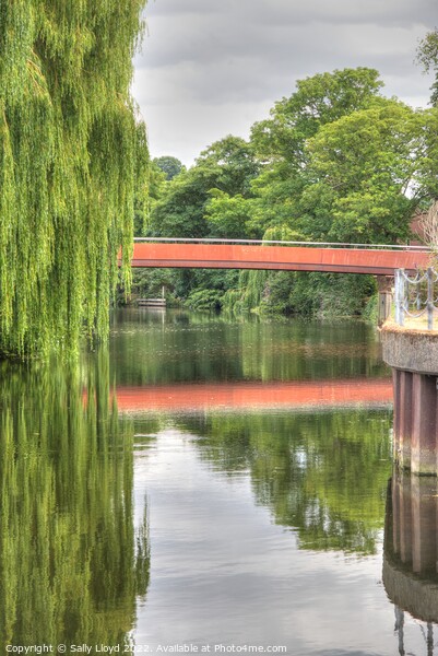 View of the Jarrold Bridge and Willows, Norwich Picture Board by Sally Lloyd