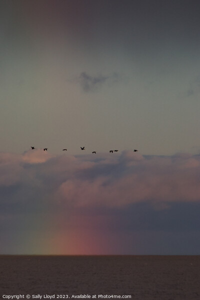 Geese fly over a rainbow at sea Framed Mounted Print by Sally Lloyd
