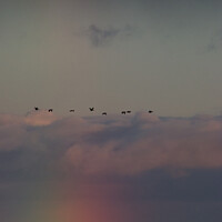 Buy canvas prints of Geese fly over a rainbow at sea by Sally Lloyd