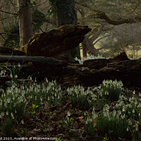 Buy canvas prints of Snowdrops at Walsingham Abbey by Sally Lloyd