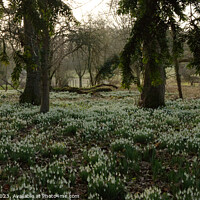 Buy canvas prints of Snowdrops through the trees by Sally Lloyd