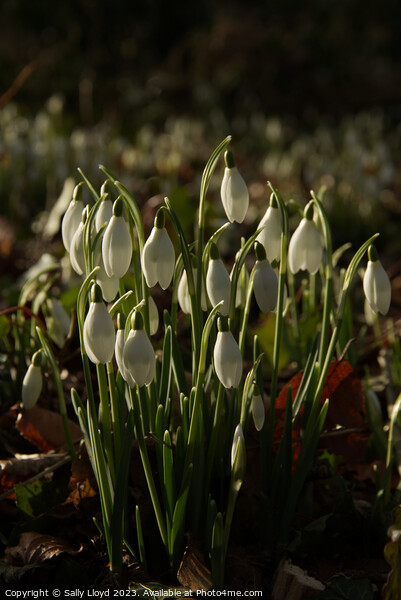 Snowdrops at dusk, Walsingham Norfolk Picture Board by Sally Lloyd