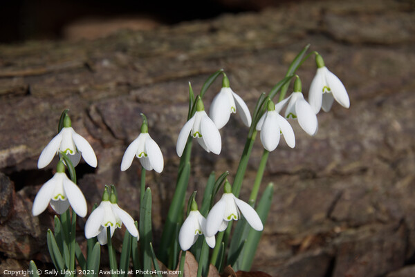 Snowdrops with log background Picture Board by Sally Lloyd