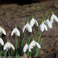 Buy canvas prints of Snowdrops with log background by Sally Lloyd
