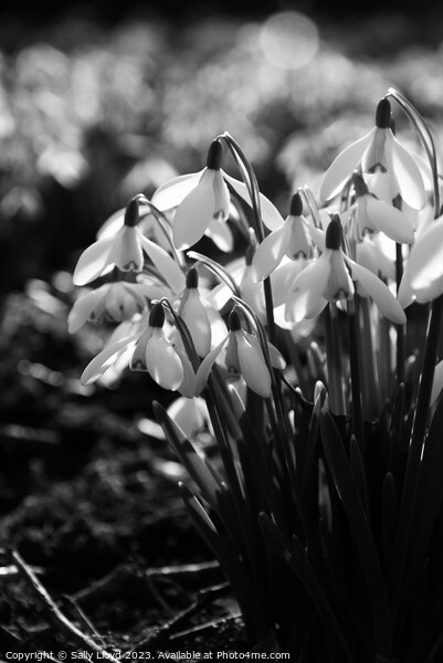 Sunlit Snowdrops in black and white Picture Board by Sally Lloyd