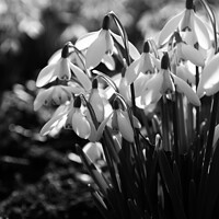 Buy canvas prints of Sunlit Snowdrops in black and white by Sally Lloyd