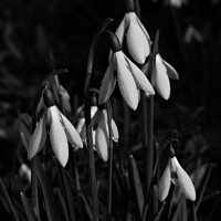 Buy canvas prints of Snowdrops in mono by Sally Lloyd
