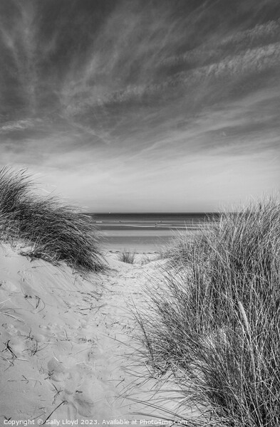 Through the Dunes at Holkham Beach, Norfolk Picture Board by Sally Lloyd