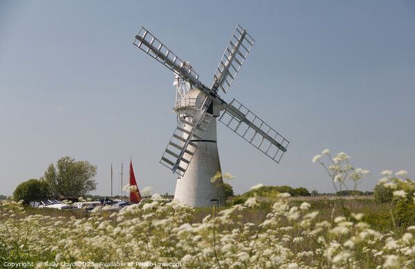 Thurne Mill Late Spring, Norfolk Picture Board by Sally Lloyd