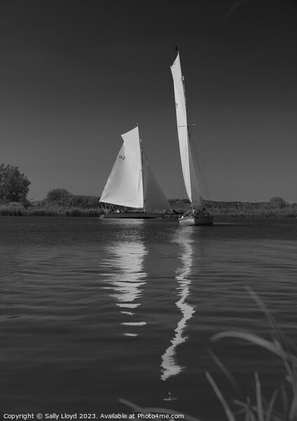 River Cruisers racing at Thurne, Norfolk Picture Board by Sally Lloyd