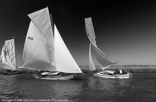 River Cruisers racing at Acle Regatta in Norfolk Picture Board by Sally Lloyd