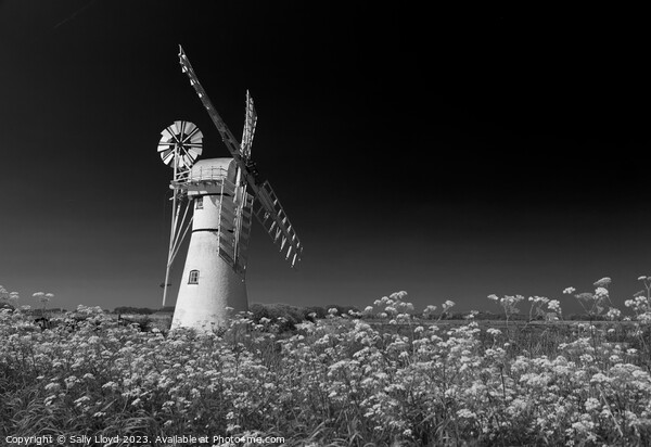 Thurne Mill with Cow Parsley in Black and White Picture Board by Sally Lloyd