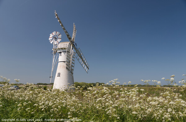 Thurne Mill with Cow Parsley  Picture Board by Sally Lloyd